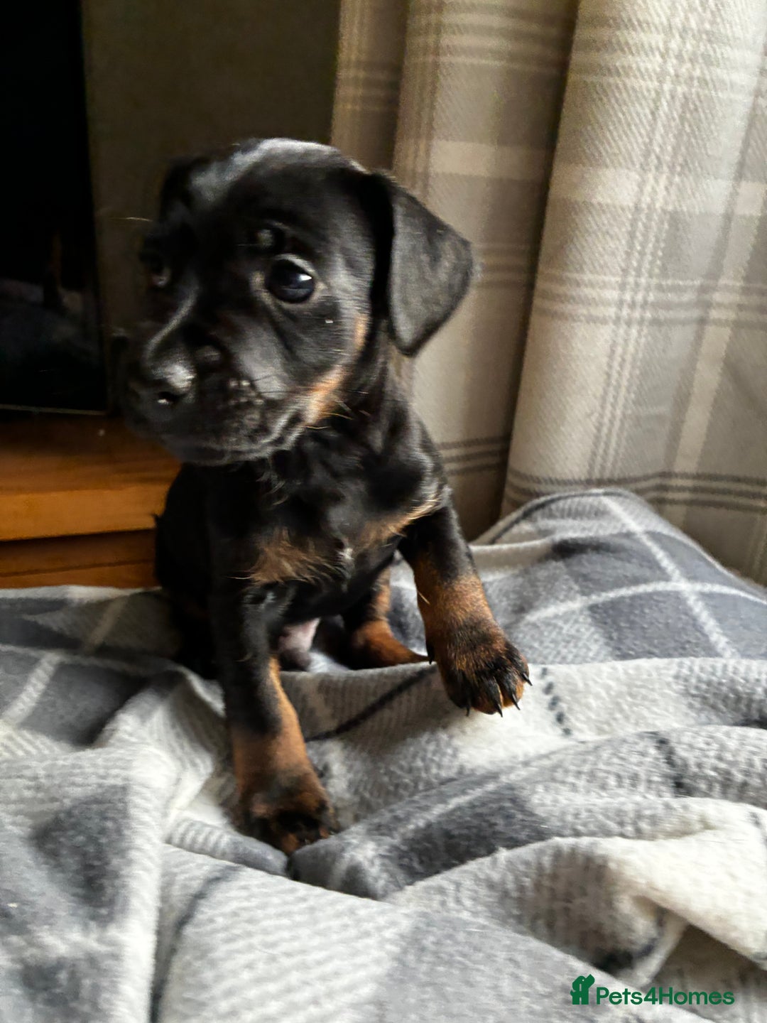 Jack Russell dogs for sale: Beautiful litter of Jack russel pups  - Advert 4