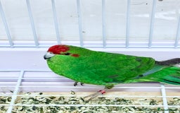 Parrots birds for sale: Beautiful Adorable Kakariki Talking Parrots - Image 5