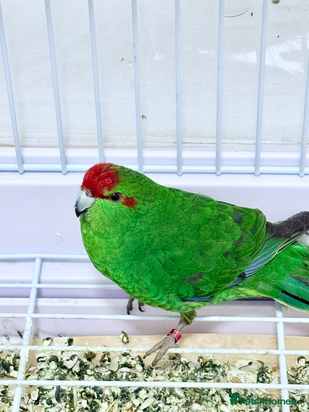 Parrots birds for sale: Beautiful Adorable Kakariki Talking Parrots - Image 5