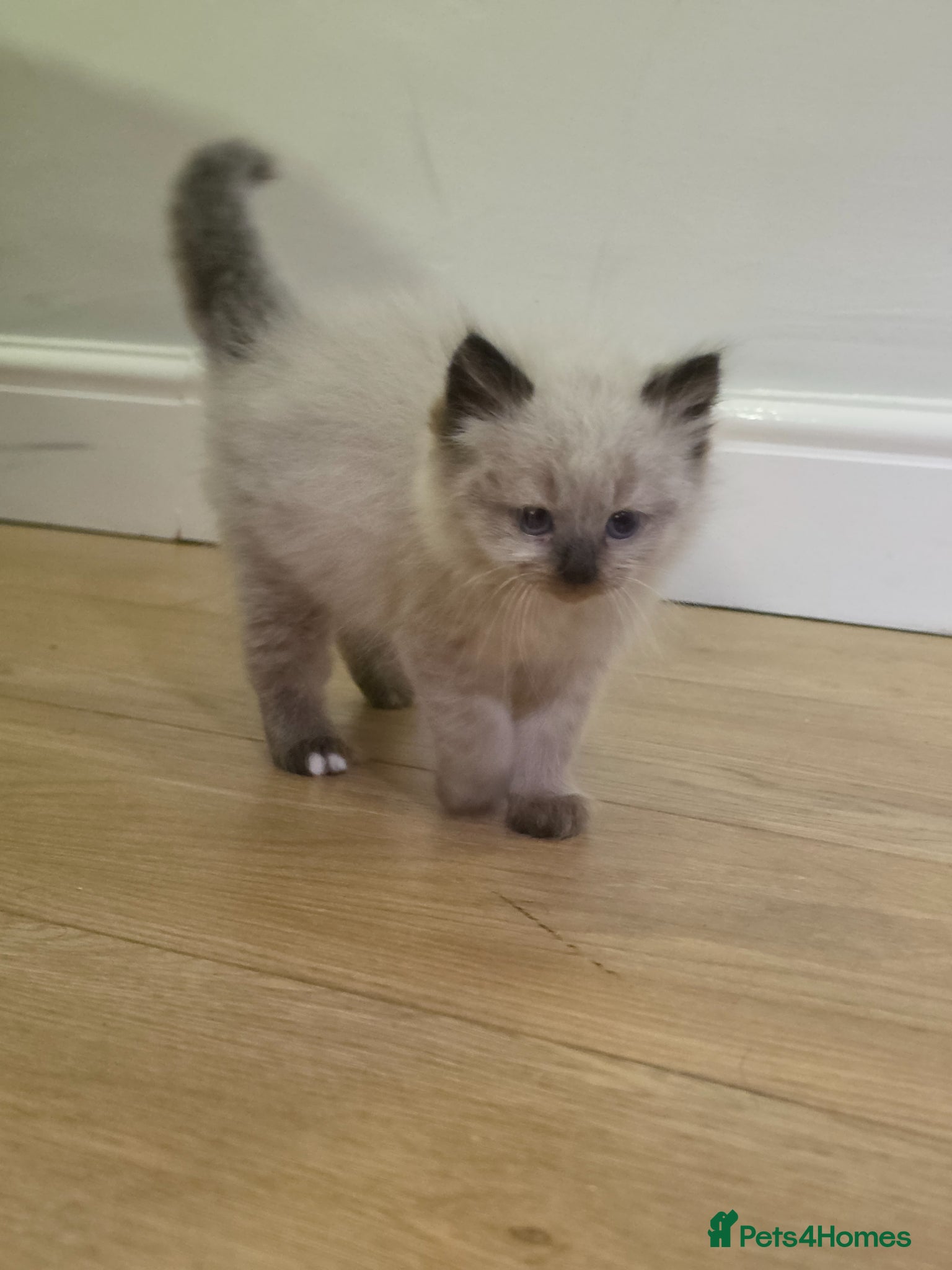 Ragdoll cats Beautiful Ragdoll Kitten 8 Weeks Old - Advert 16