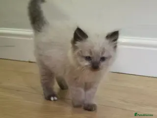 Ragdoll cats Beautiful Ragdoll Kitten 8 Weeks Old - Advert 16