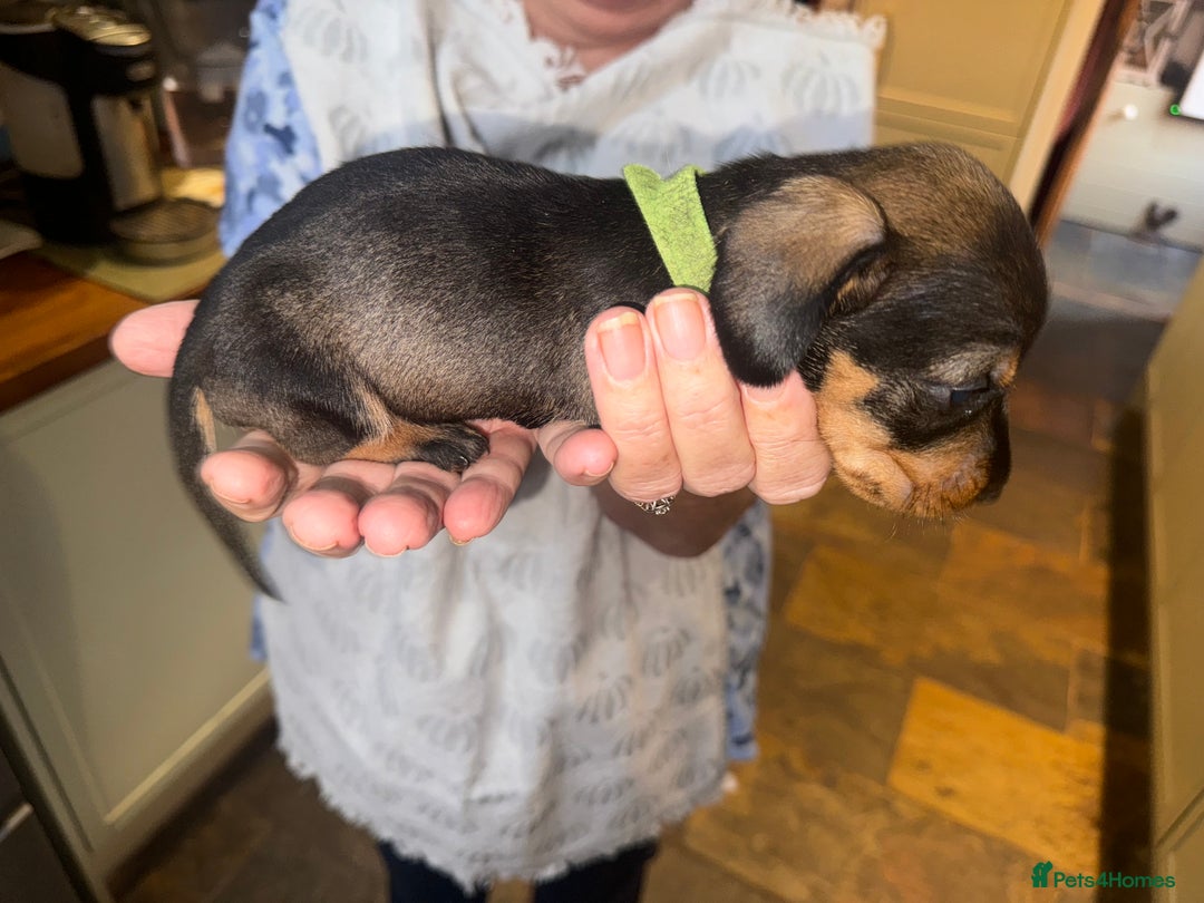 Miniature Dachshund dogs for sale: Adorable Miniature Wired haired Dachshund puppies - Advert 10