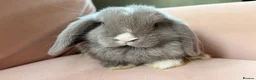 Mini Lop rabbits for sale: Pure mini lop bunnies reared indoors  - Advert 2