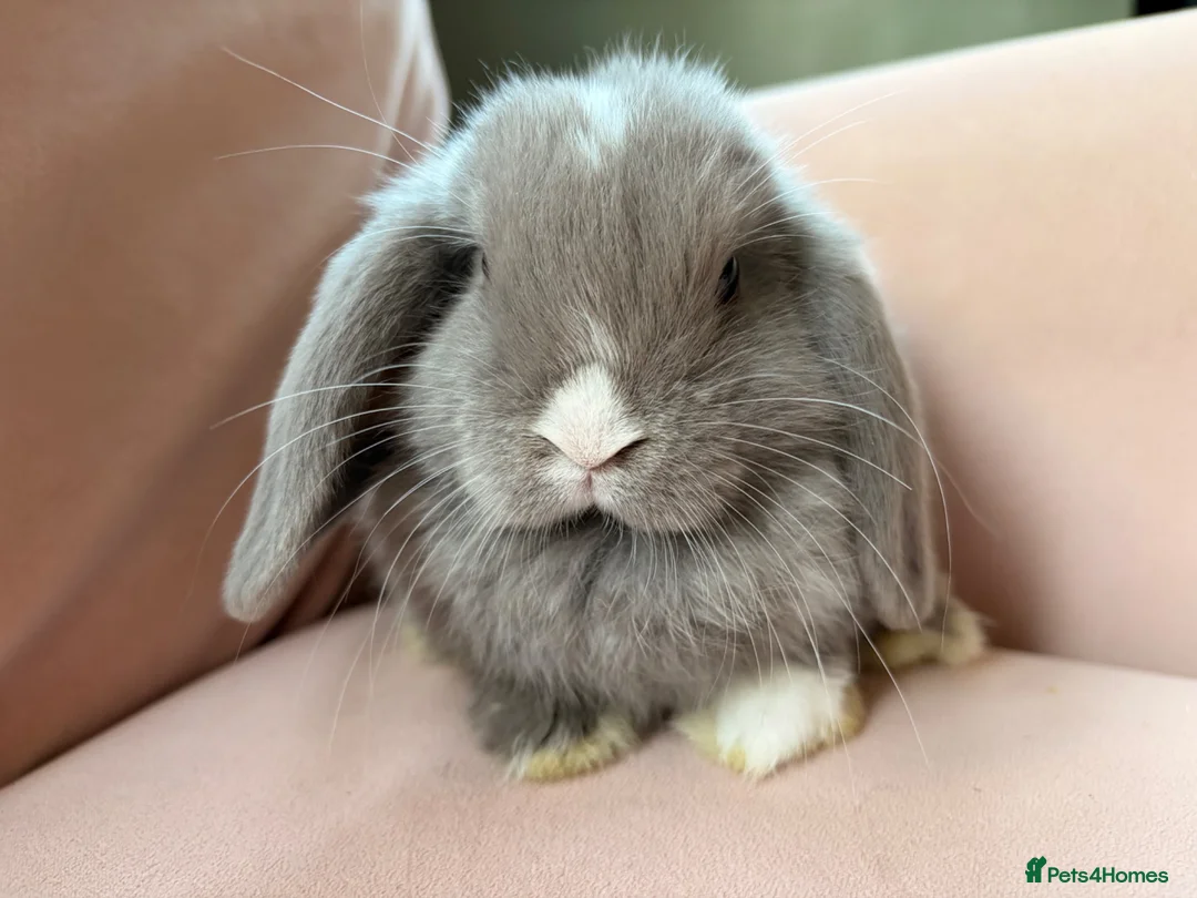 Mini Lop rabbits for sale: Pure mini lop bunnies reared indoors  - Advert 2