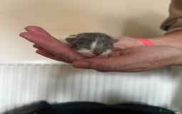 British Longhair cats for sale: 💕 Beautiful litter of BLH Kittens 💕 - Image 6