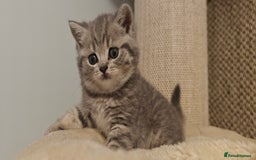 British Shorthair cats for sale: Silver tabby/blue British shorthair kittens - Image 2
