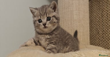 British Shorthair cats - Advert 4