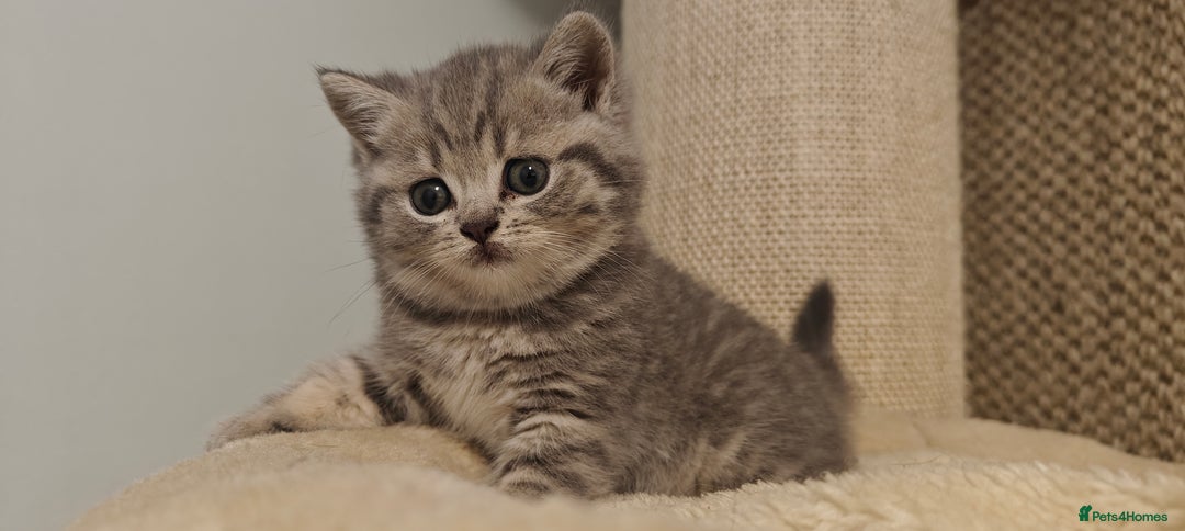 British Shorthair cats for sale: Silver tabby/blue British shorthair kittens - Image 2
