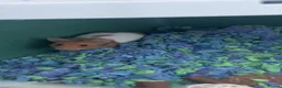 Hamster rodents for sale: Hamster  in Skelmersdale - Advert 2