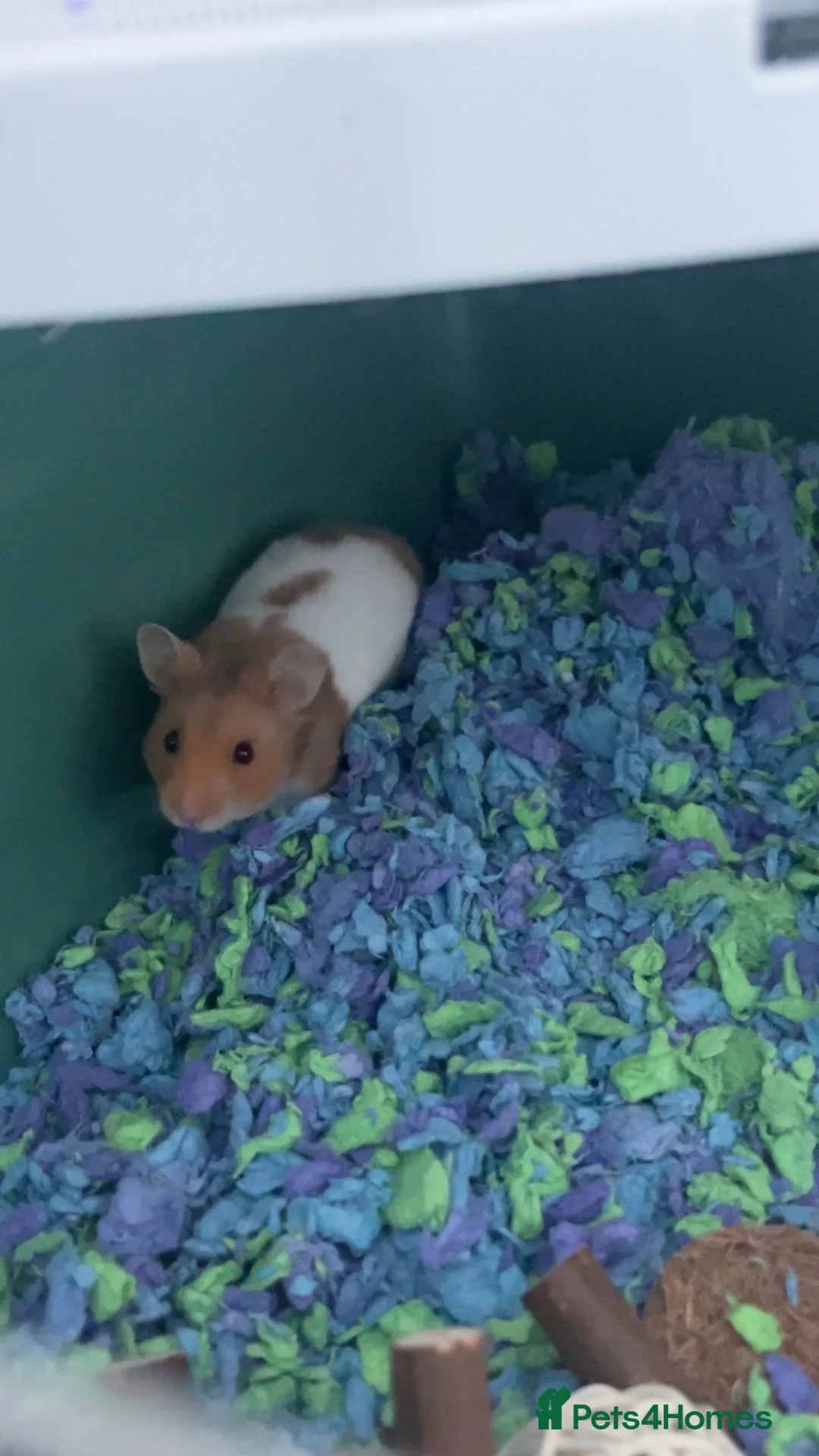 Hamster rodents for sale: Hamster  in Skelmersdale - Advert 2