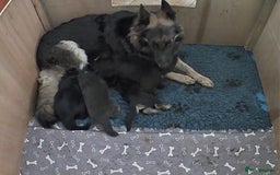 German Shepherd dogs for sale: German Shepherd Litter - Image 3