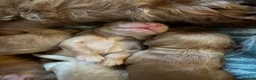 Cockapoo dogs for sale: F2 Cockapoos  - Advert 2
