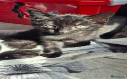 Domestic Shorthair cats for sale: 3 kittens looking for their forever homes in Newmarket - Image 8