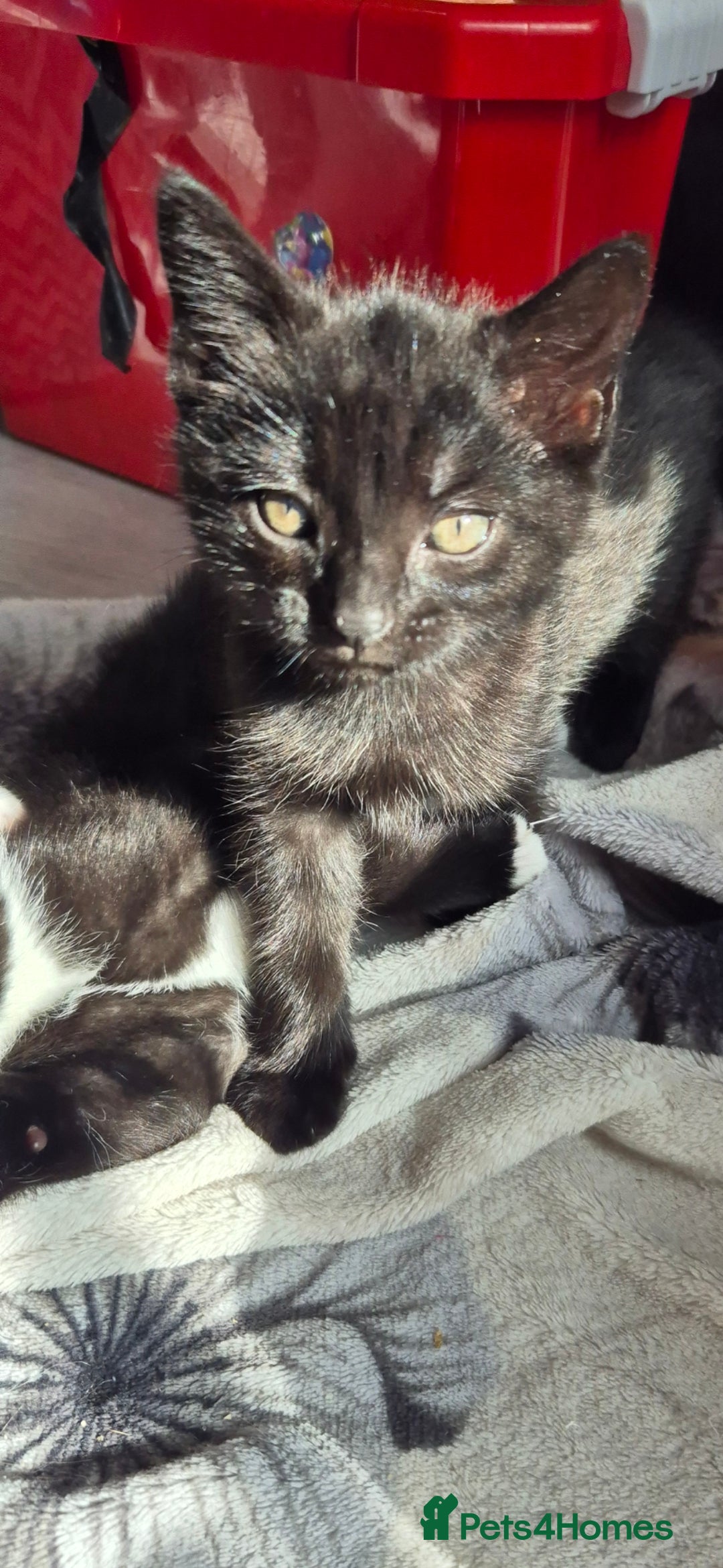 Domestic Shorthair cats for sale: 3 kittens looking for their forever homes in Newmarket - Image 8