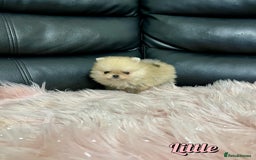 Pomeranian dogs for sale: 🔥Very Tiny🧸 Top Quality  - Image 13