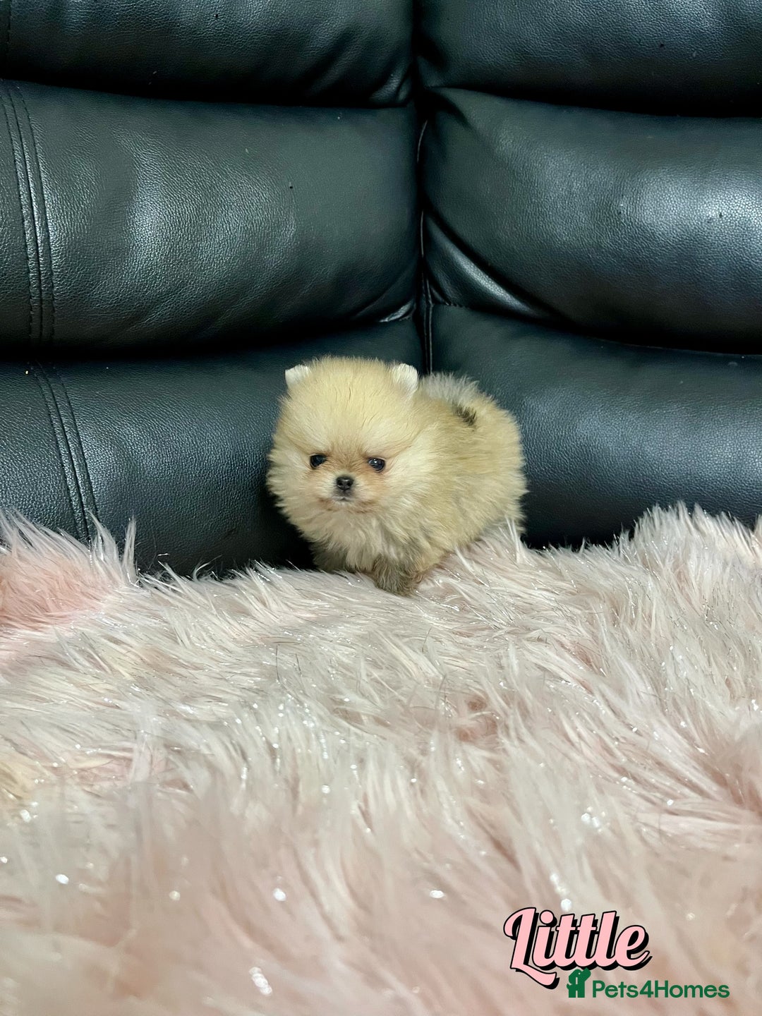 Pomeranian dogs for sale: 🔥Very Tiny🧸 Top Quality  - Image 13