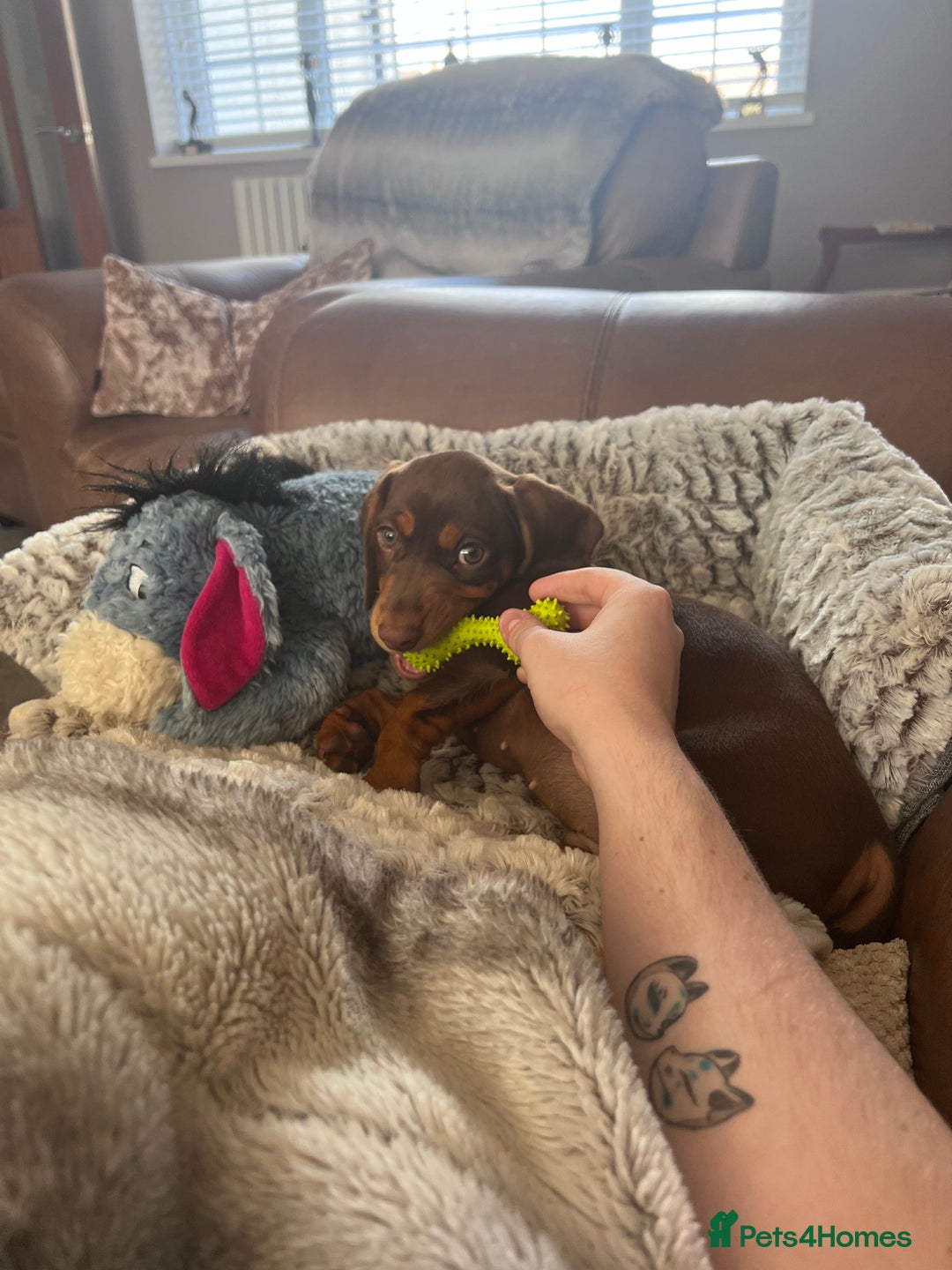 Mixed Breed dogs for stud: Meet Wilbur – Our 1/1 Cocker Spaniel x Dachshund - Image 19