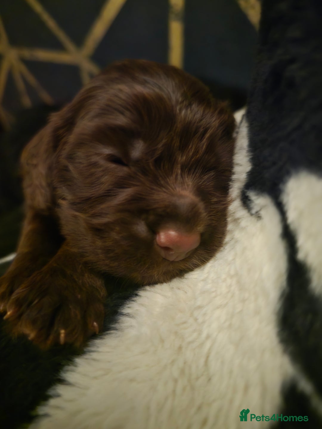 Cocker Spaniel dogs for sale: Cocker spaniel puppies - Image 20