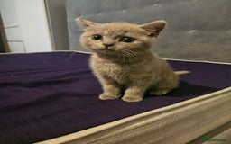Brazilian Shorthair cats for sale: British short hair  - Image 2