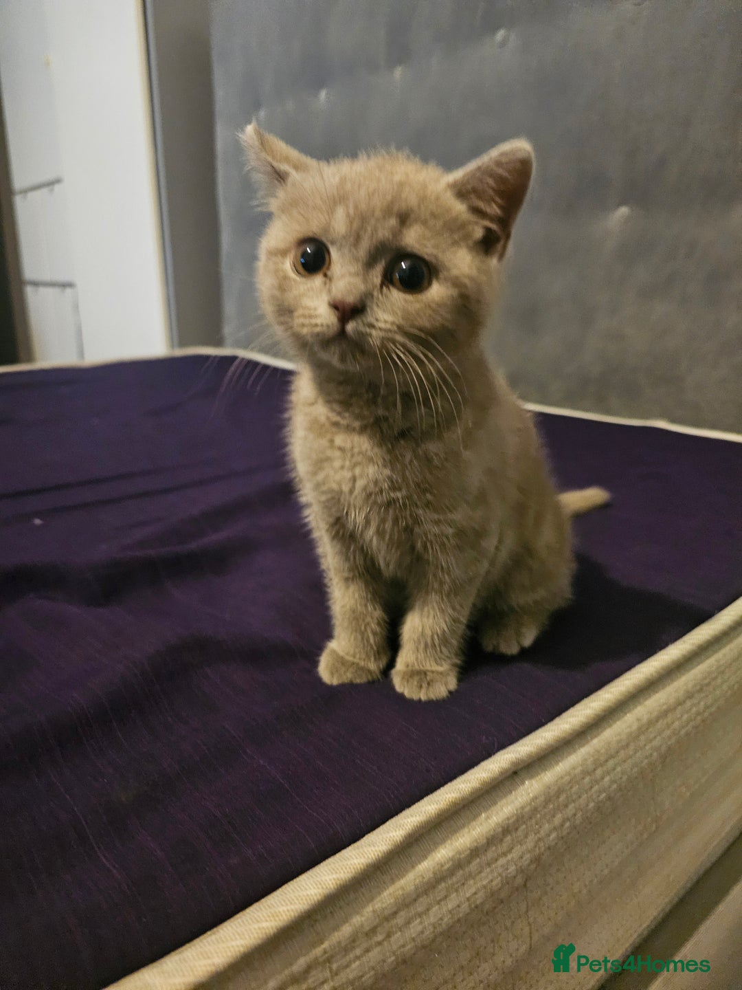 Brazilian Shorthair cats for sale: British short hair  - Image 2
