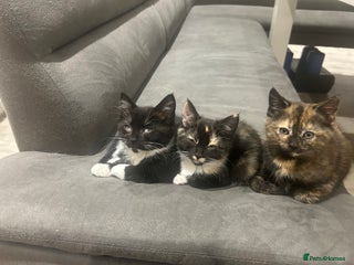 Mixed Breed cats Two very cheeky kittens left *Ready now* - Advert 2