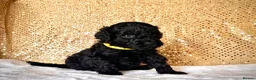 Miniature Poodle dogs for sale: 🌟Stunning Mini Poodles🌟CHAMPION LINES, DNA CLEAR - Advert 7