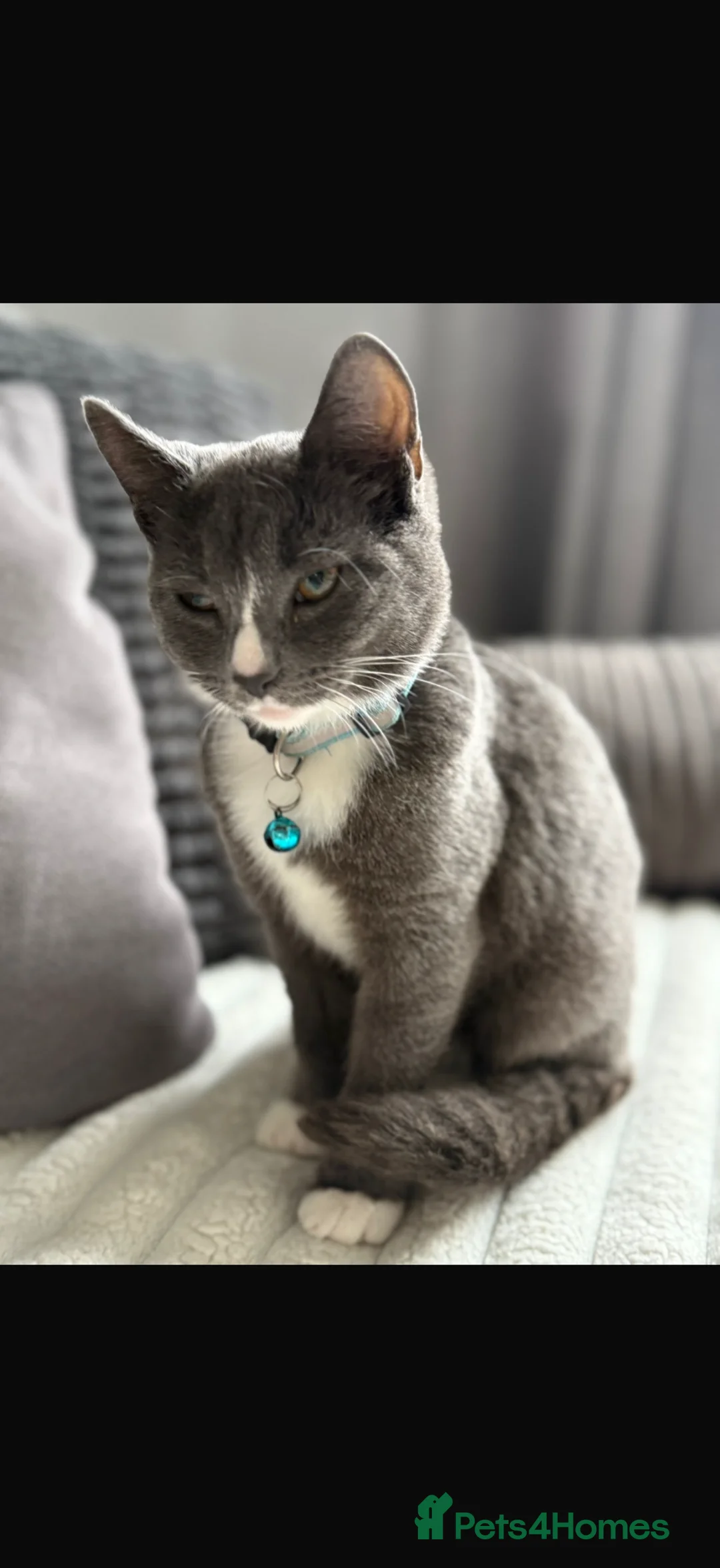 Domestic Shorthair cats for sale: Ozzy and Bruno  in Halesowen - Advert 2