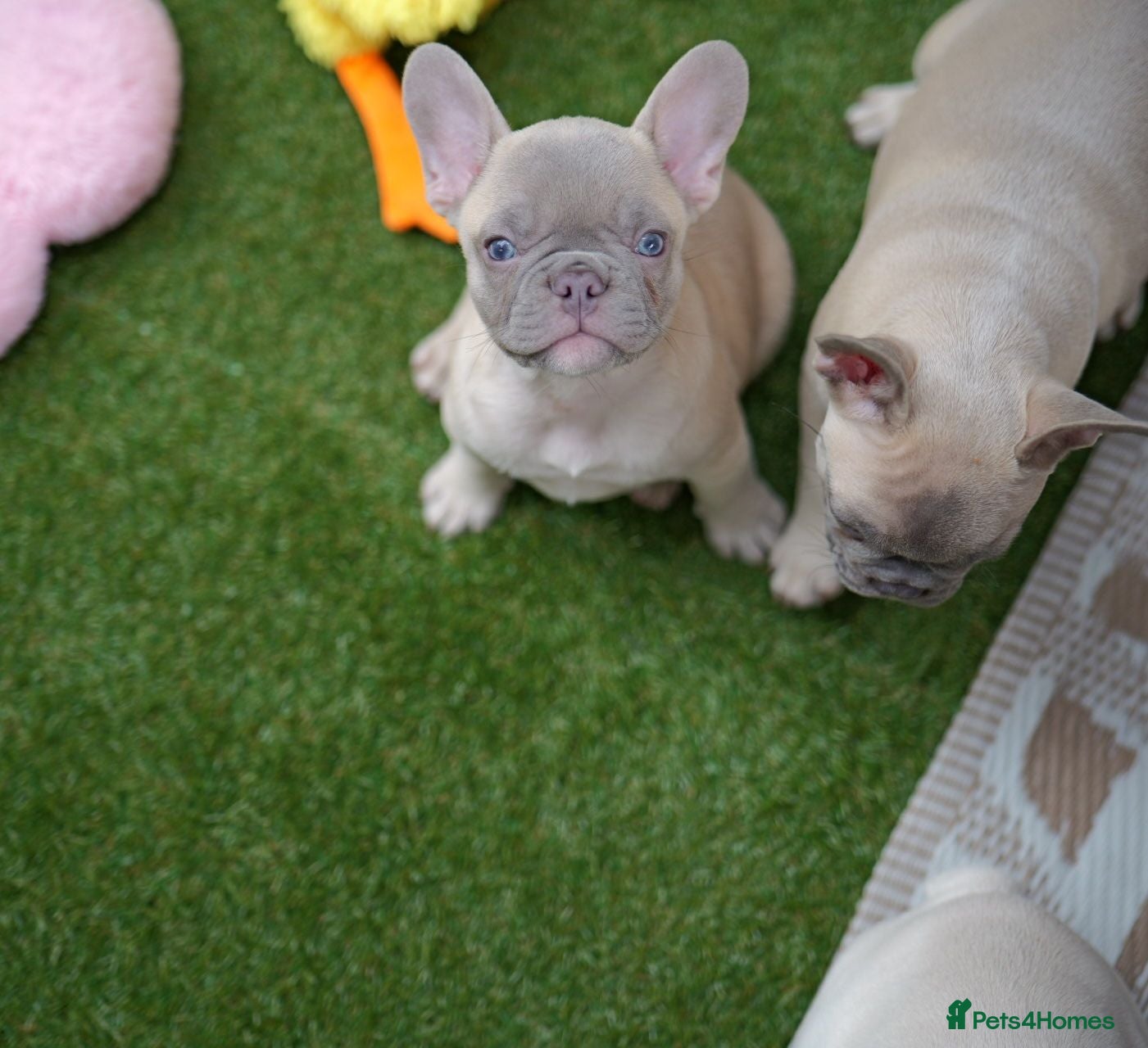 French Bulldog dogs French bulldog  - Advert 11