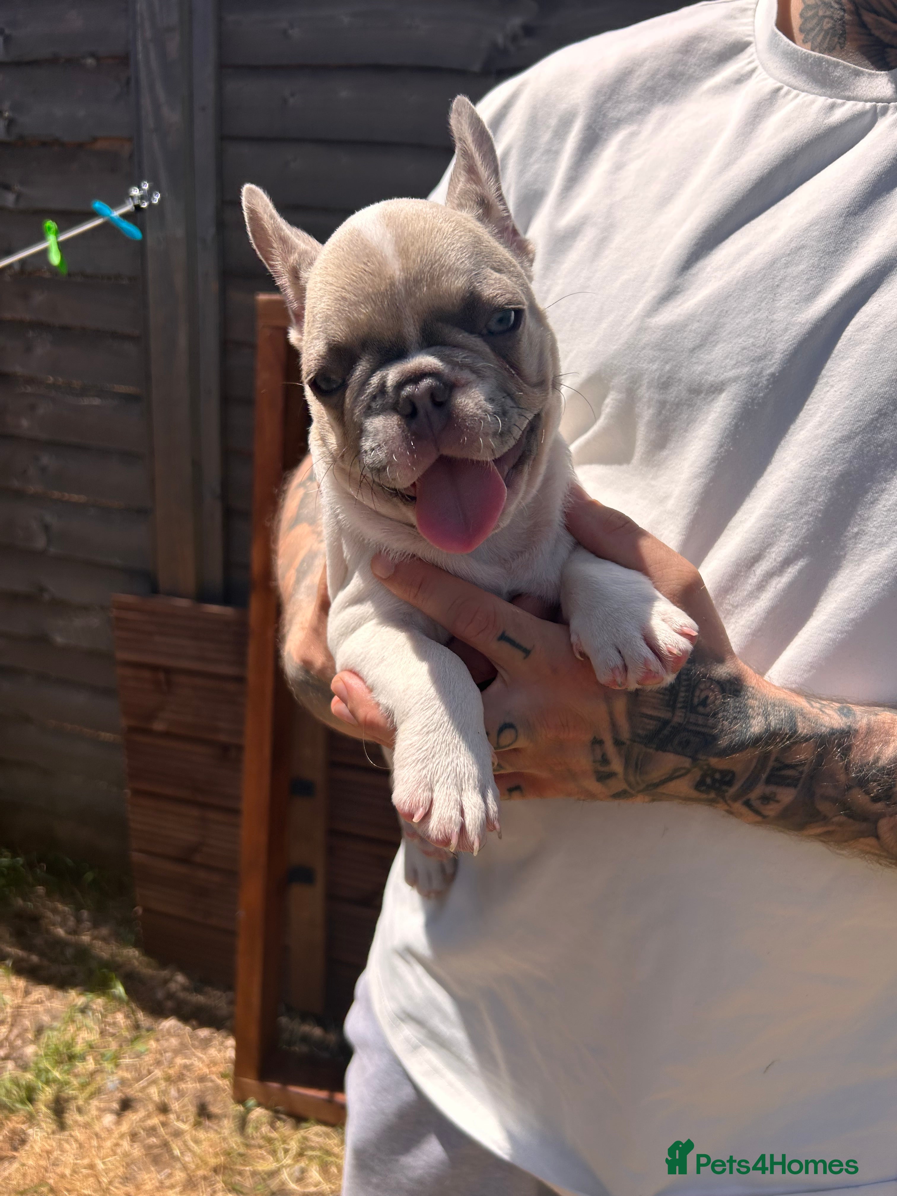 French Bulldog dogs for sale: DWKC French bulldog puppies  - Advert 18