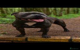Staffordshire Bull Terrier dogs for sale: BEAUTYFULL BLUE STAFFY PUPPIES 💙 READY TO LEAVE - Image 10