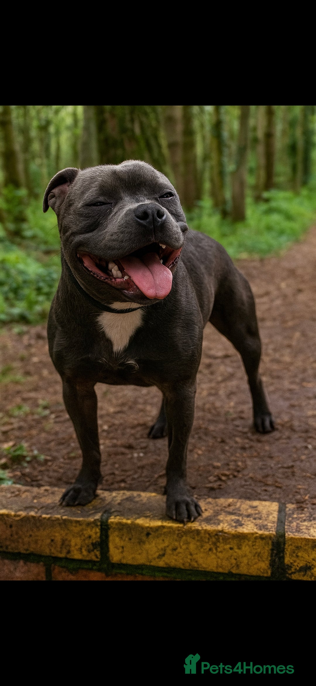 Staffordshire Bull Terrier dogs for sale: BEAUTYFULL BLUE STAFFY PUPPIES 💙 READY TO LEAVE - Image 10