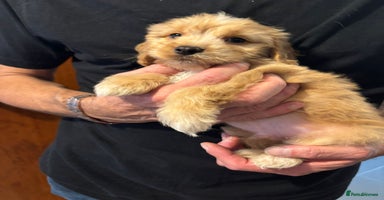 Cockapoo dogs - Advert 3