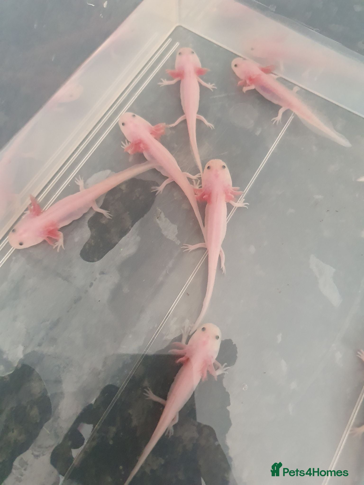 Axolotl reptiles Baby axolotls  - Advert 21