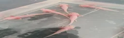 Axolotl reptiles for sale: Baby axolotls  - Advert 5