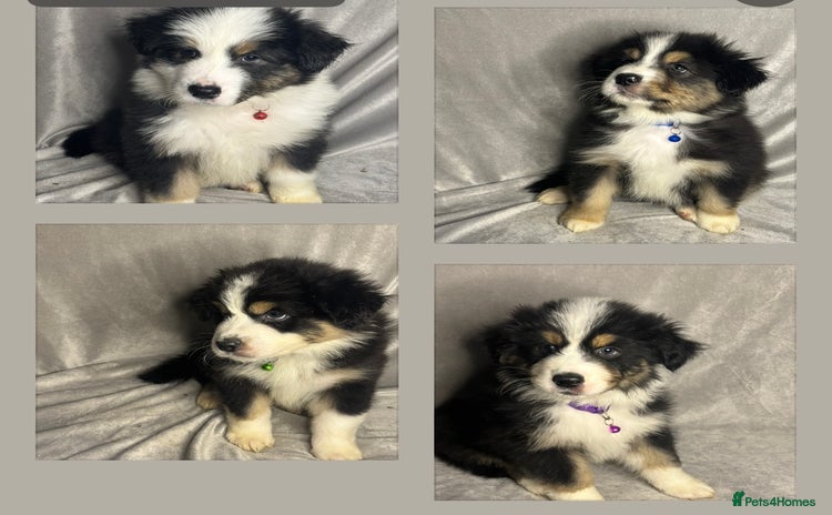 Australian Shepherd dogs KC registered Australian shepherd puppies 4 left - Advert 2
