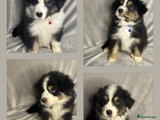 Australian Shepherd dogs KC registered Australian shepherd puppies 4 left - Advert 18