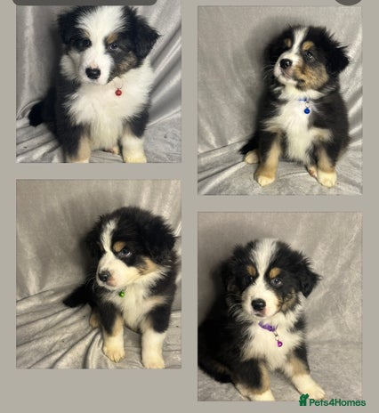 Australian Shepherd dogs KC registered Australian shepherd puppies 4 left - Advert 1