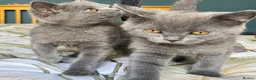 British Shorthair cats for sale: British Shorthair kittens - Advert 6