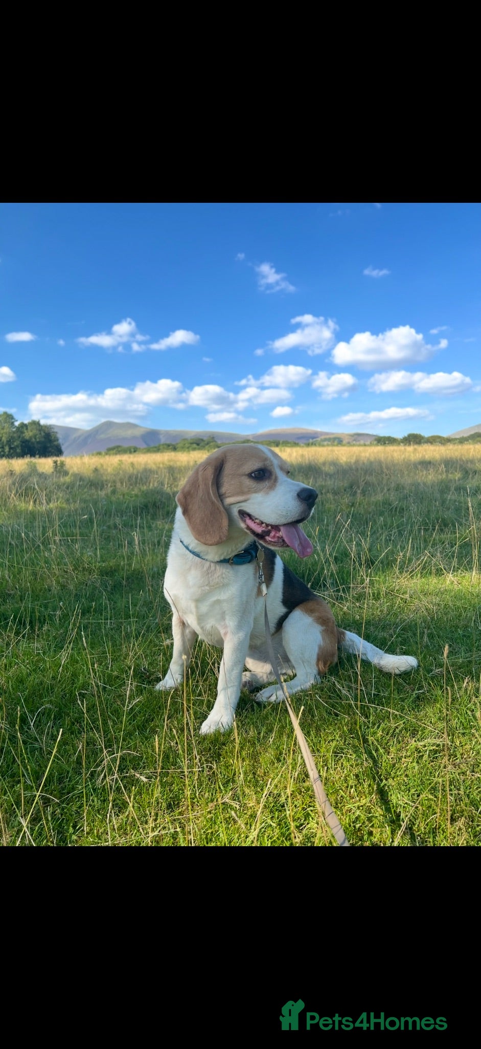 Beagle dogs Toby Beagle - Advert 6