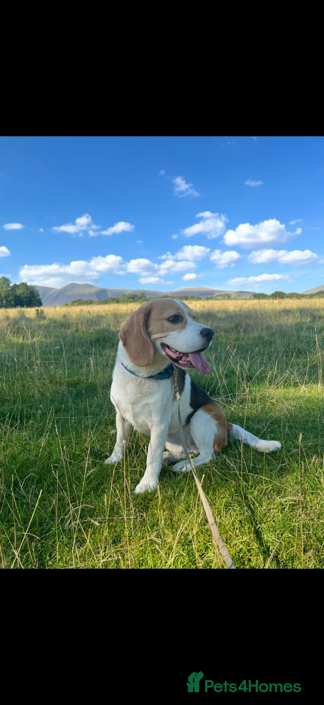Beagle dogs for sale: Toby Beagle - Advert 1