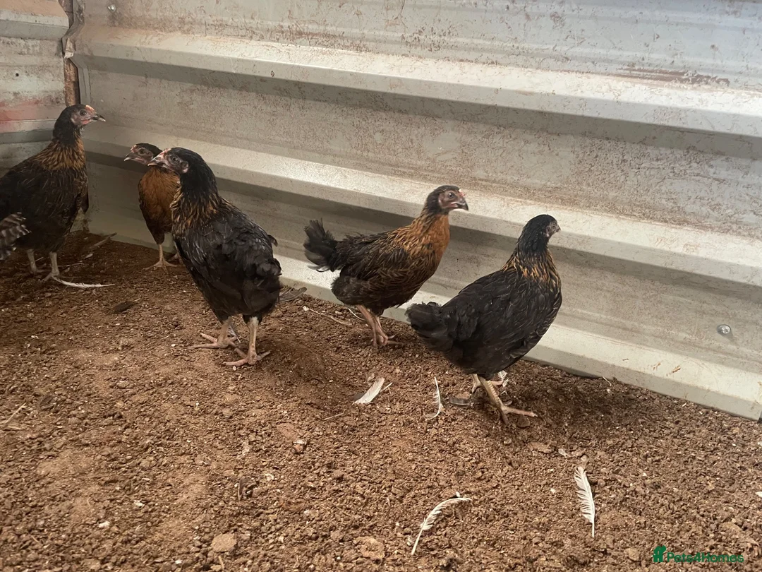 Chickens poultry for sale: Light Sussex, rhode rock . Barred rock pullets - Advert 3