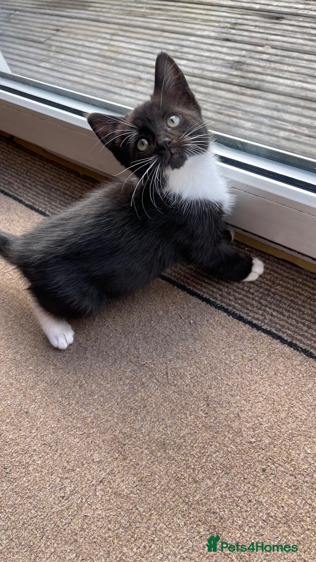 Mixed Breed cats 1 Female Kitten Left  - Advert 3