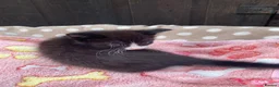 Mixed Breed cats for sale: Kittens for sale  - Advert 14