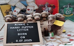 Miniature Dachshund dogs for sale: KC Reg short haired miniature dachshunds - Image 22