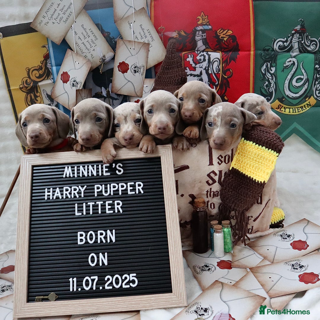 Miniature Dachshund dogs for sale: KC Reg short haired miniature dachshunds - Image 22