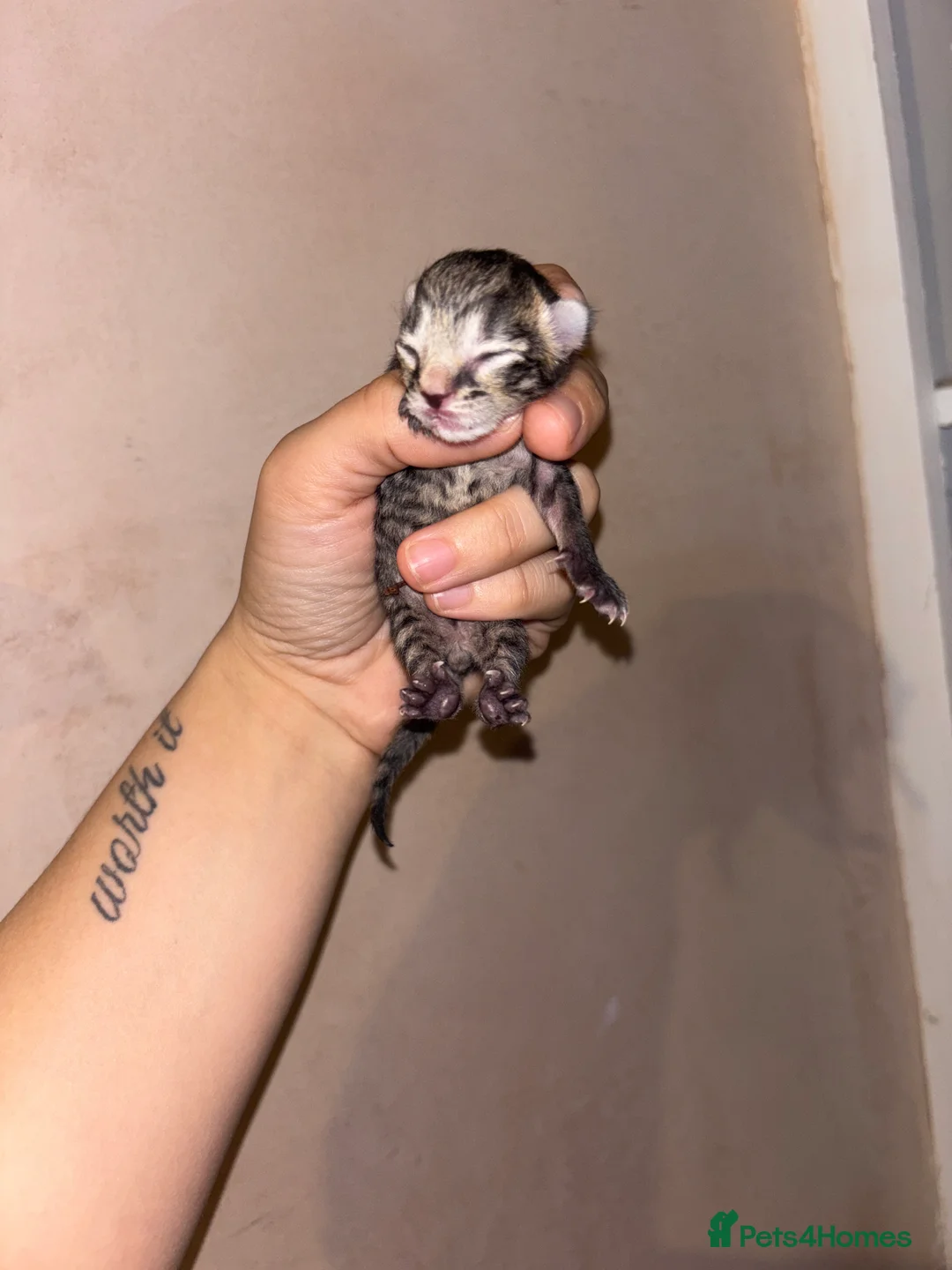 Domestic Shorthair cats for sale: 6 beautiful tabby kittens  - Advert 2