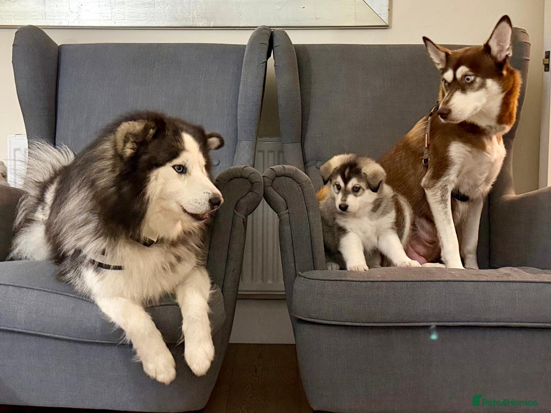 Mixed Breed dogs for sale: Pomsky for sale - Advert 23