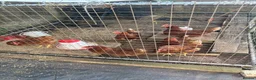 Chickens poultry for sale: 6 ISA Brown point of lay chickens  in Birmingham - Advert 1
