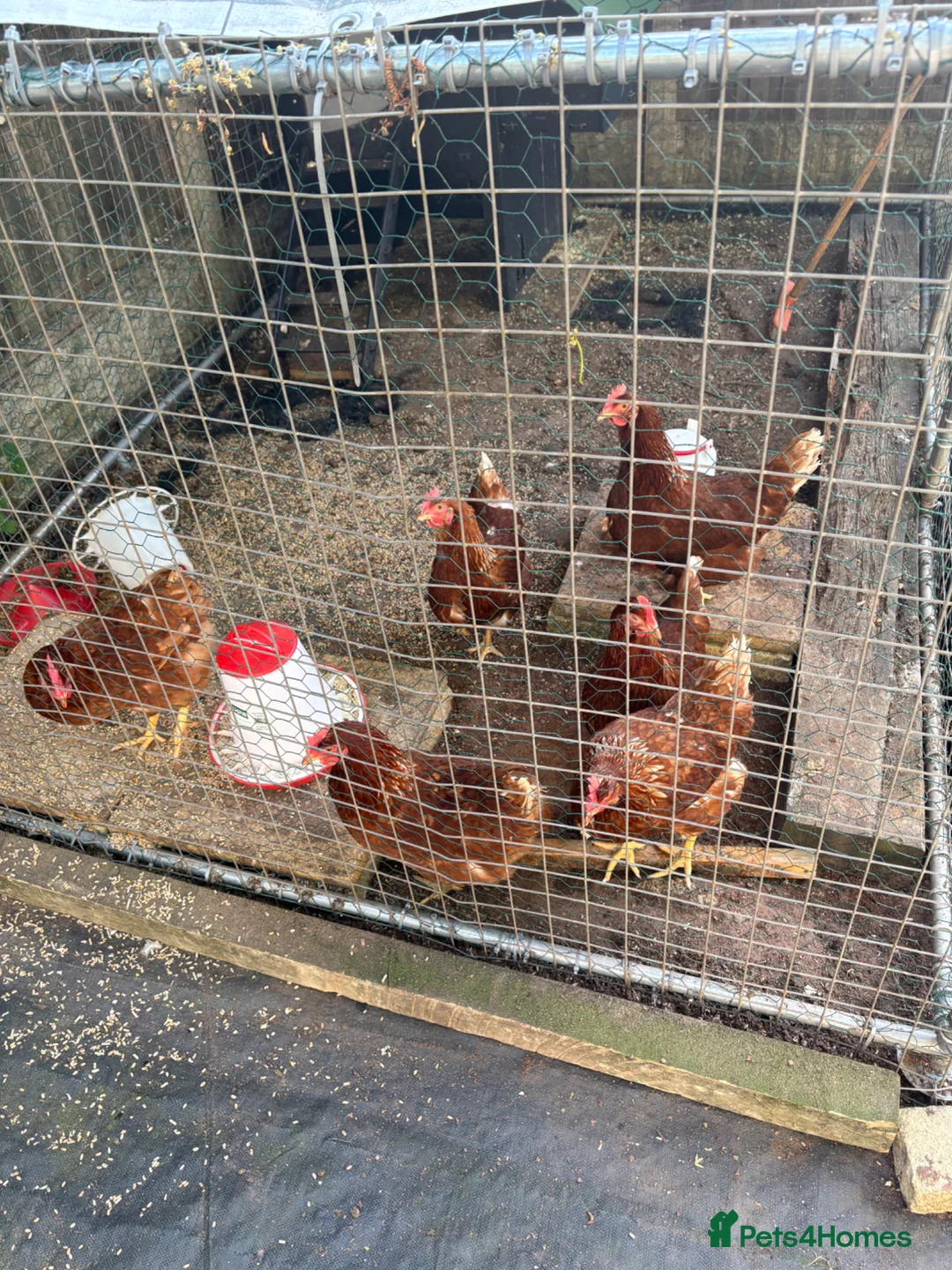 Chickens poultry for sale: 6 ISA Brown point of lay chickens  in Birmingham - Advert 1