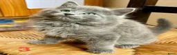 Mixed Breed cats for sale: Tabby kittens - Advert 5
